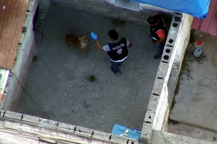 Suç örgütü operasyonunda polise köpek saldırdı