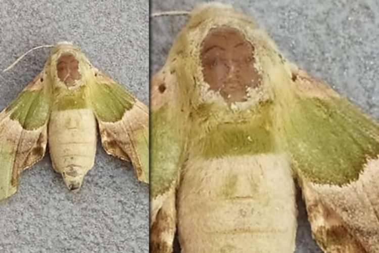 Kelebeğin sırtındaki insan sureti şaşırttı