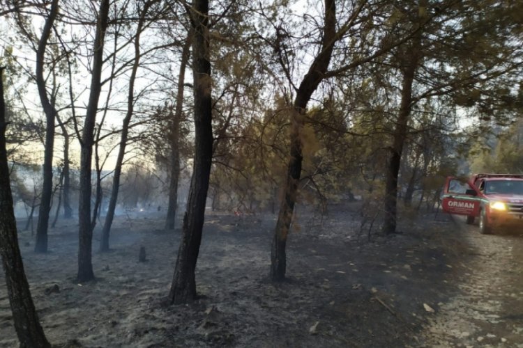 Manisa'da orman yangını!