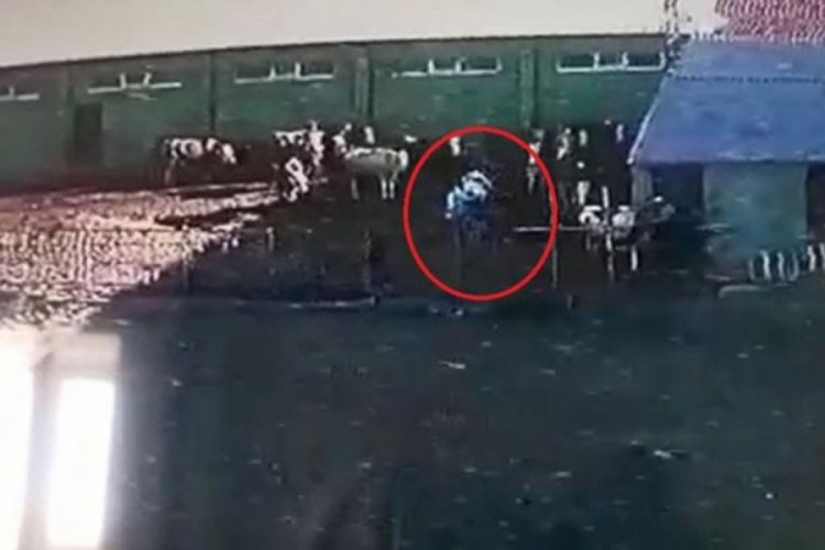 Öfkeli boğa dehşeti kamerada!