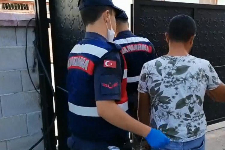 Bursa'da bin 500 kök kenevir ele geçirildi! 1 gözaltı