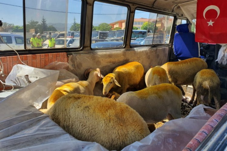 Bursa'da trafikten men edilen minibüs, içindeki kurbanlıklarla otoparka çekildi