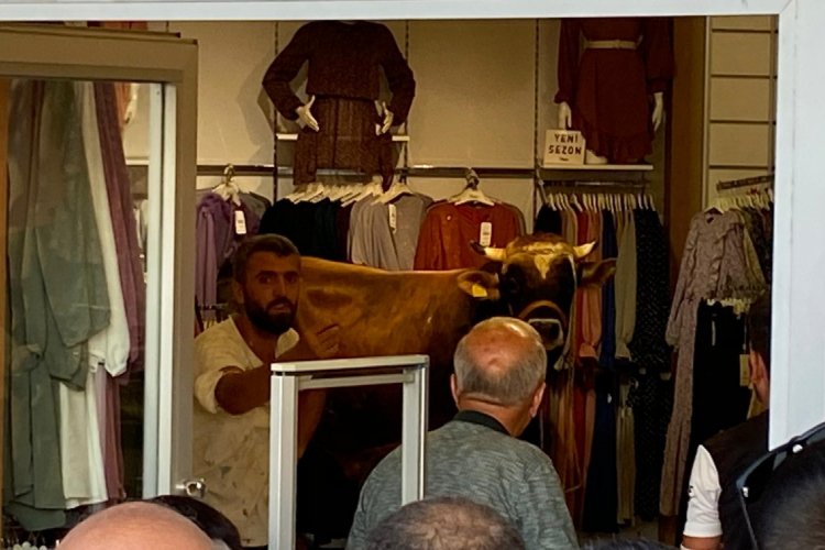 Bursa'da kaçan boğa girdiği giyim mağazasını birbirine kattı