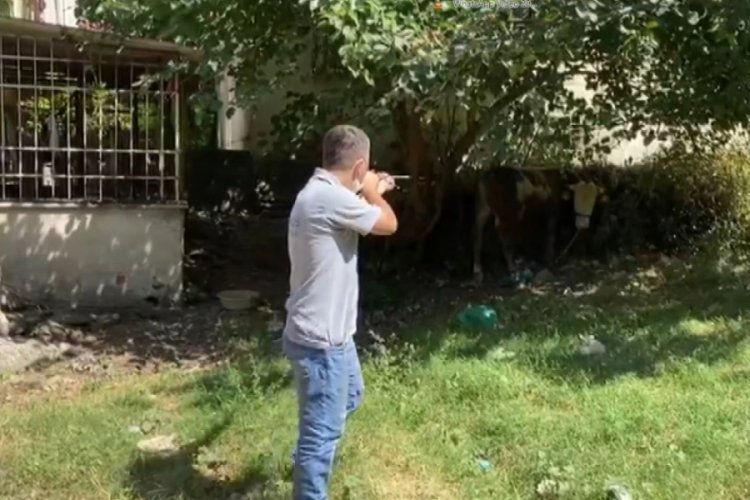 Bursa'da kaçan boğa operasyonla yakalandı