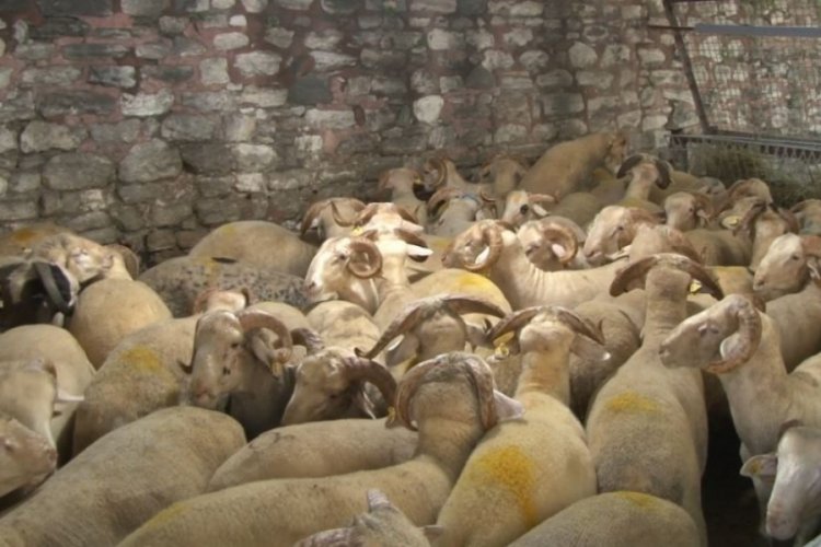 55 şehit ailesi için 55 kurban kesildi