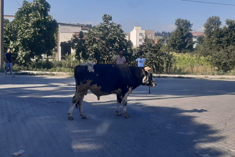 Bursa'da kaçan boğa uyuşturucu iğneyle sakinleştirilip, yakalandı