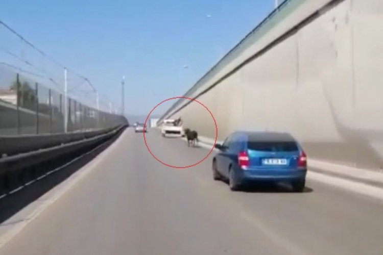 Bursa'da kaçan boğa, trafikte sürücülere zor anlar yaşattı