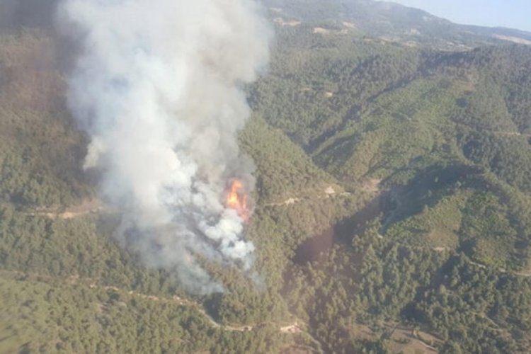 Manisa'da orman yangını!