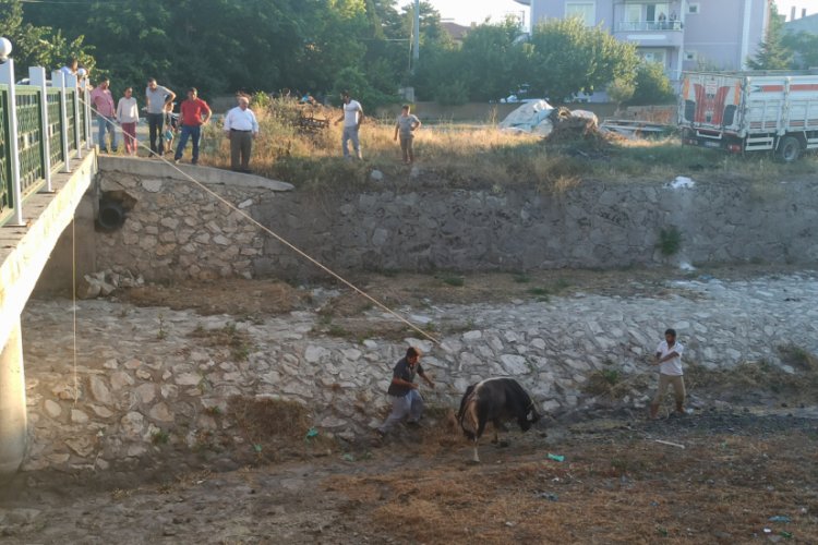 Kaçan kurbanlığı 3 saatin sonunda yakalayabildiler