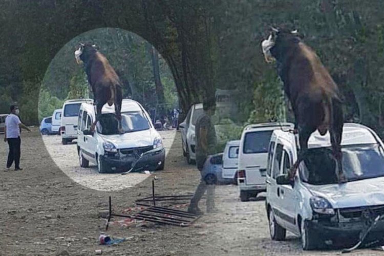 Kesime götürülen boğa çıldırdı!