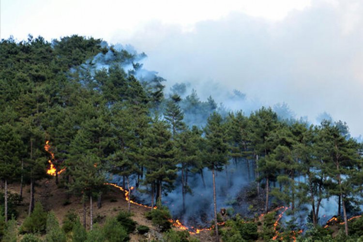 Kahramanmaraş'ta orman yangını!