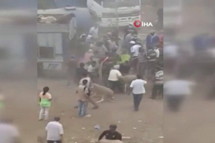 Fas'ta kurban pazarı savaş alanına döndü!