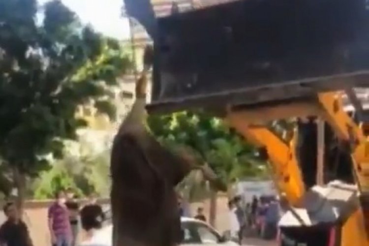 Dananın ayağından iş makinesine asılı kesime götürülmesine tepki