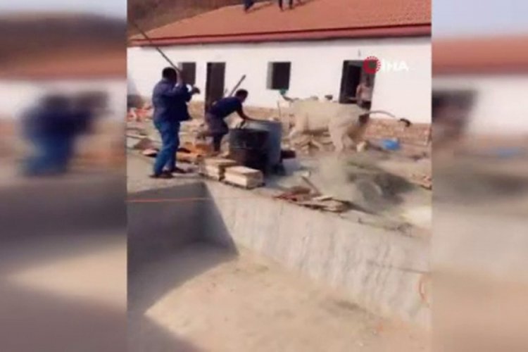 Kurbanlık dana çevredekilere saldırdı