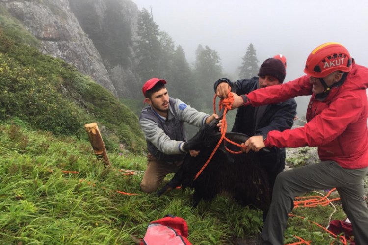 Mahsur kalan keçinin imdadına AKUT ekipleri yetişti