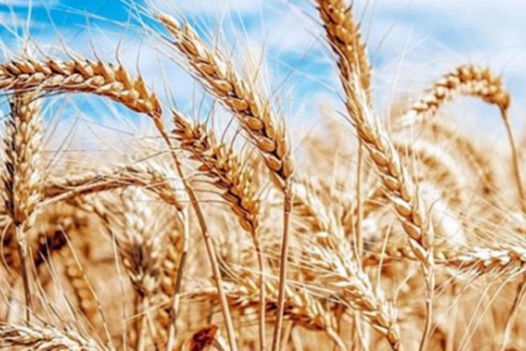 Türkiye buğday ithalatında dünya birincisi oldu