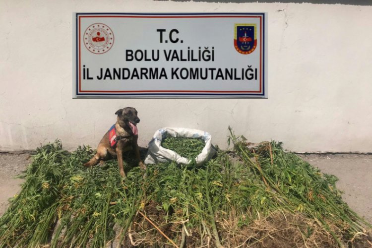 Bolu'da zehir tacirlerine operasyon