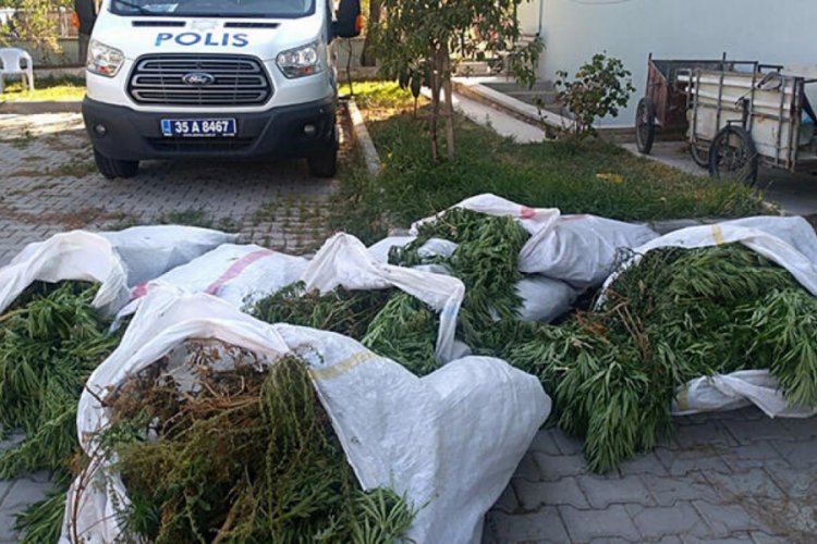 İzmir'de Hint keneviri yetiştiren çiftçi tutuklandı!