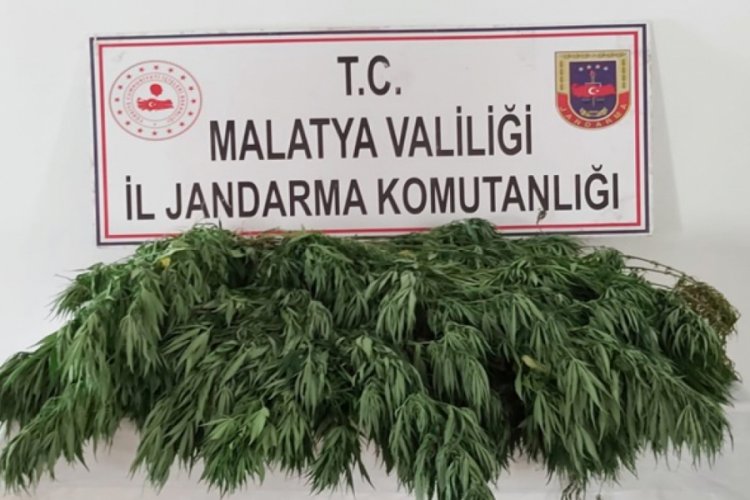 Malatya'da 11 bin kök kenevir ele geçirildi