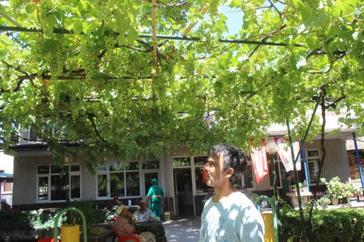 Bursa'da hem gölgesinden hem de meyvesinden faydalanıyorlar