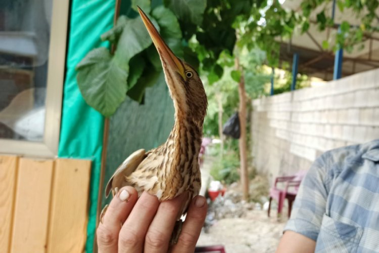 Bursa'da nesli tükenmekte olan ilginç misafir dikkat çekti