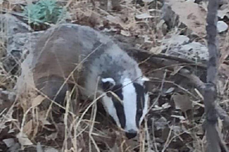 Batman'da nesli tükenmekte olan porsuk görüntülendi