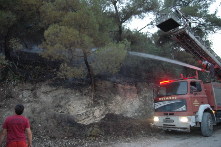 Bilecik'te orman yangını