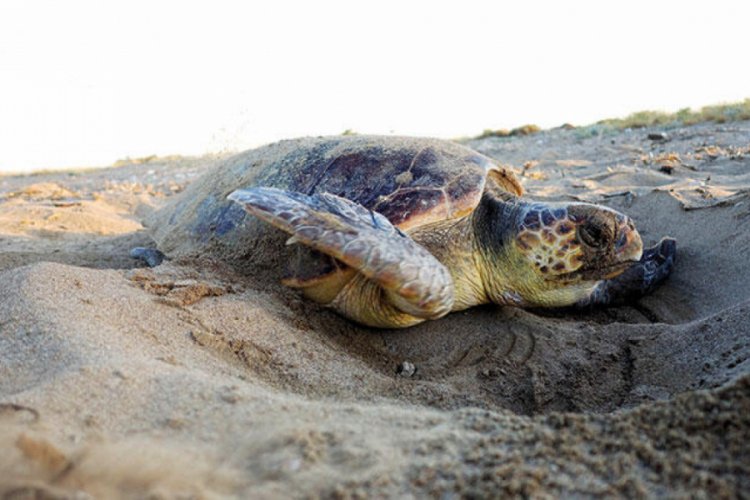 Korona Caretta Caretta'lara yaradı