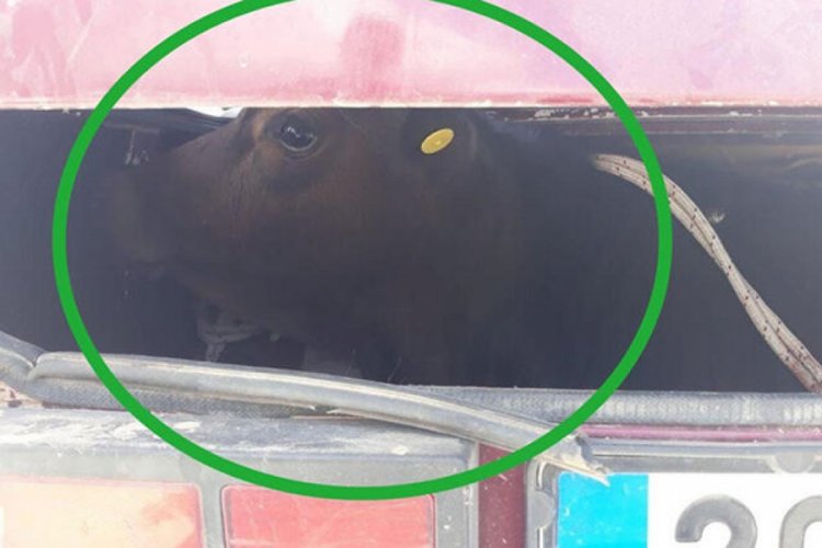 Meradan çalınan buzağı otomobilin bagajından çıktı