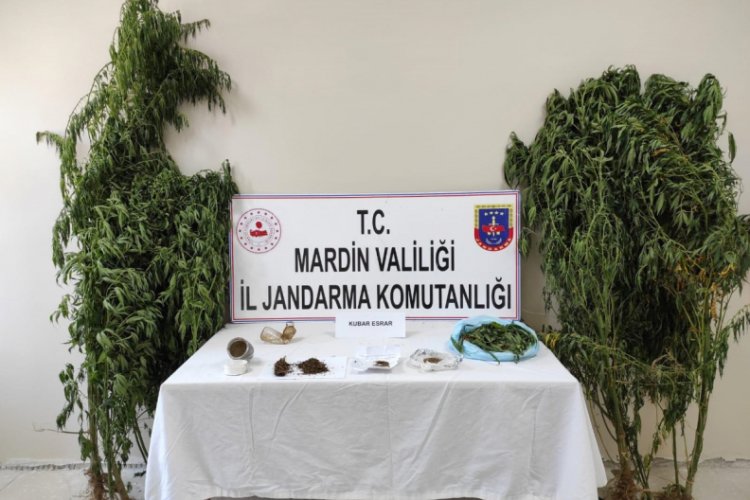 Jandarmadan kenevir operasyonu