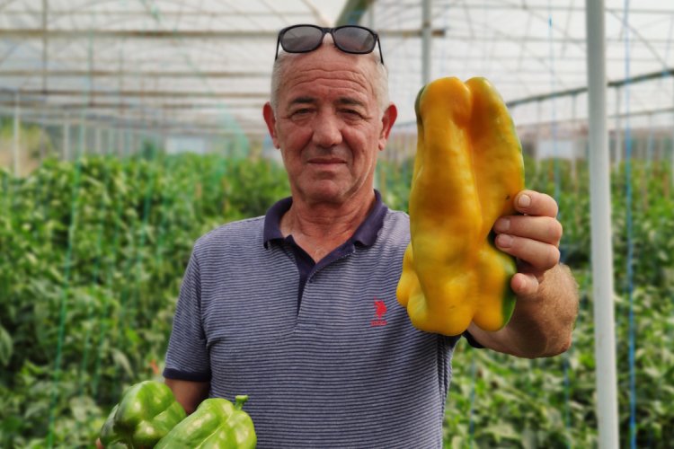 Bursa'da 1 kilo ağırlığındaki dev dolmalık biberlerine alıcı bulamıyor