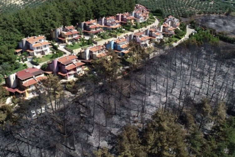 Bursa'nın yanan ciğerlerine tıbbî aromatik bitkiler ile tedavi