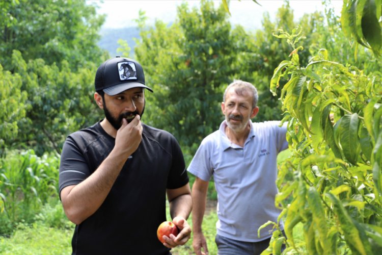Bursa'da bu bahçenin meyvesini turistler dalından yiyor
