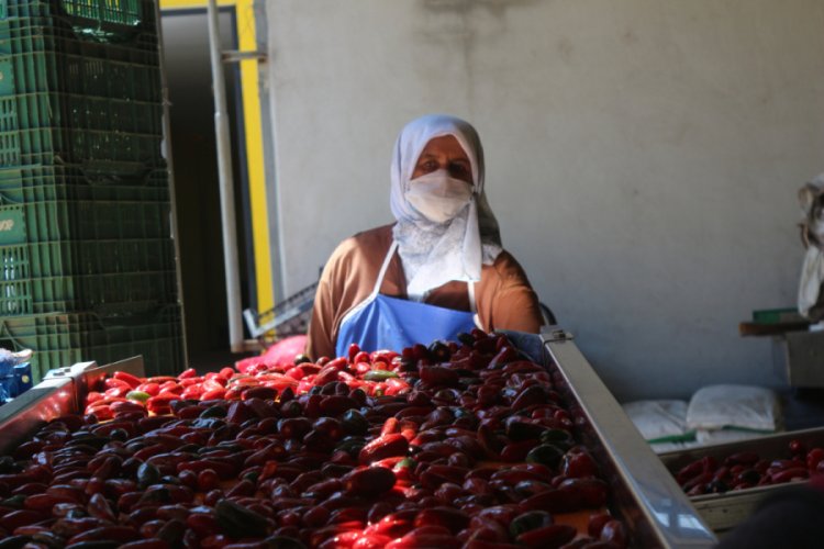Bursa'nın Kulaca salçasından vazgeçmiyorlar