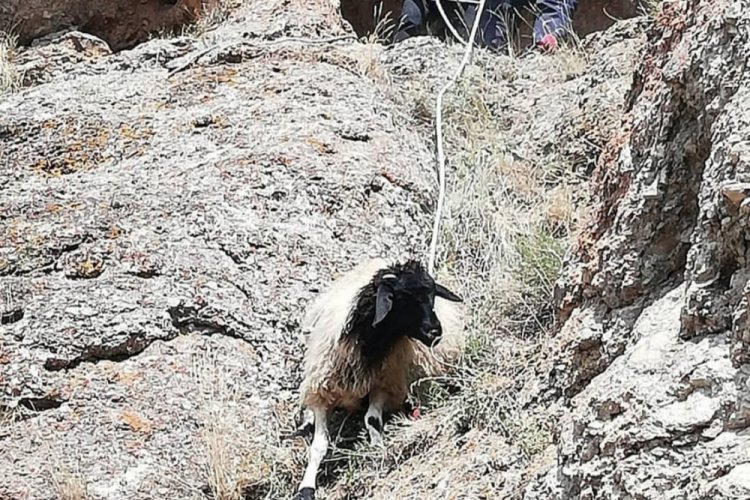 Dağda mahsur kalan keçileri itfaiye ekipleri kurtardı