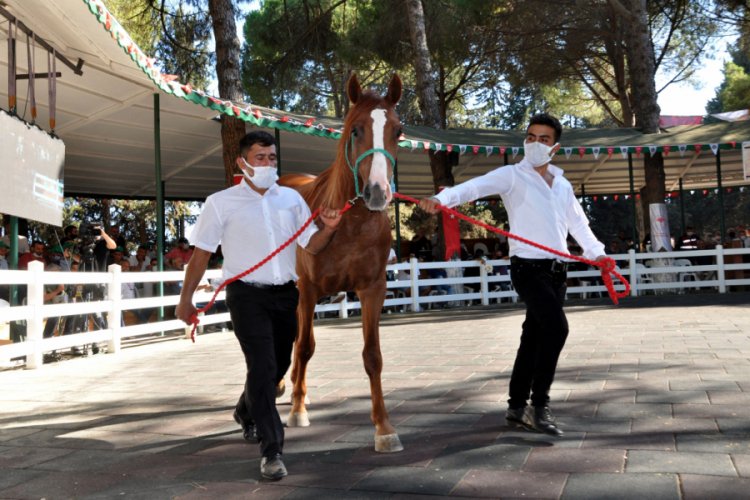 Bursa'da dubleks ev fiyatına tay