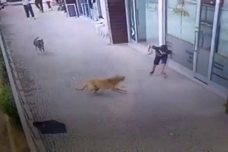 Küçük çocuğa köpek saldırısı