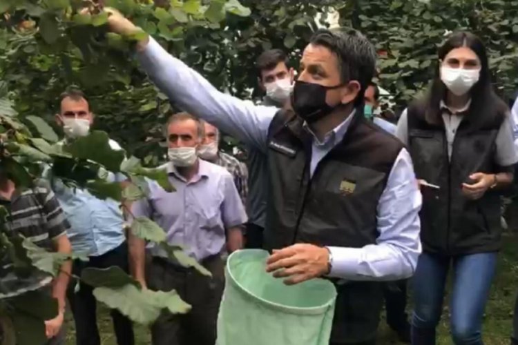 Bakan Pakdemirli sel bölgesinde fındık topladı