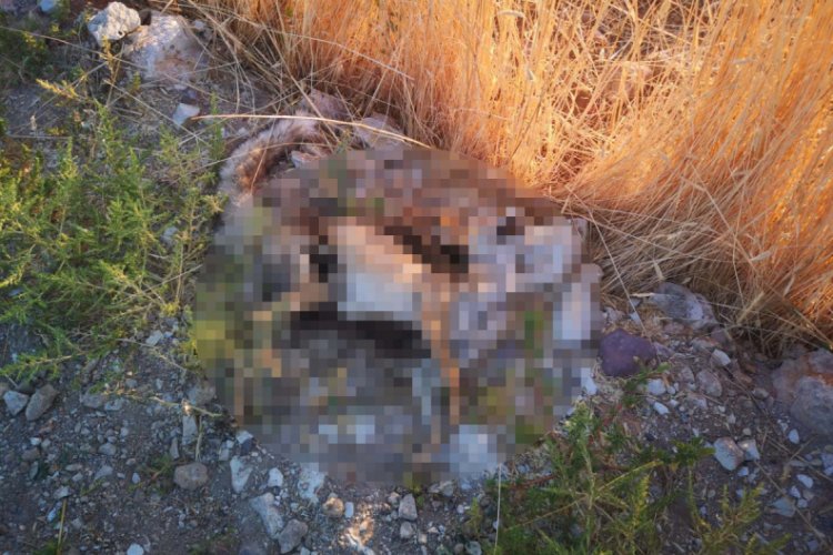Boş arazide telef olmuş köpek, kedi ve tilki bulundu