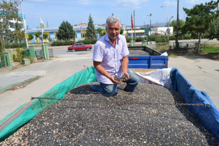 Bursa'da yağlık ayçiçeği alımı başladı