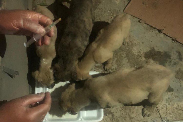 Kulakları kesilen yavru köpeklere polis ekipleri sahip çıktı