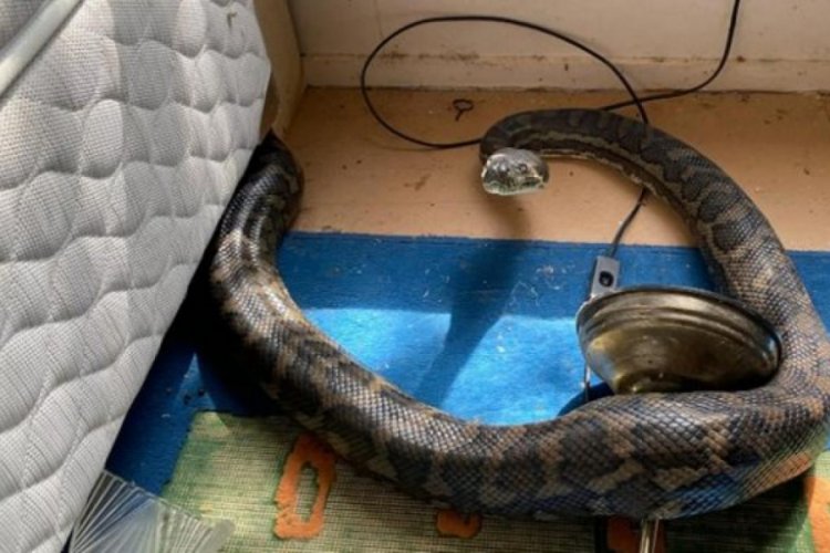 Avustralya'da iki piton yılanı mutfak tavanını çökertti
