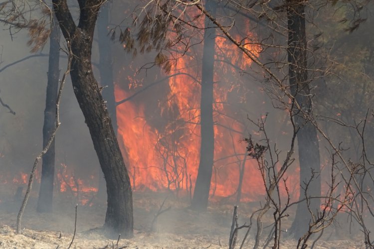 Hatay'da 3 hektarlık orman alanı kül oldu