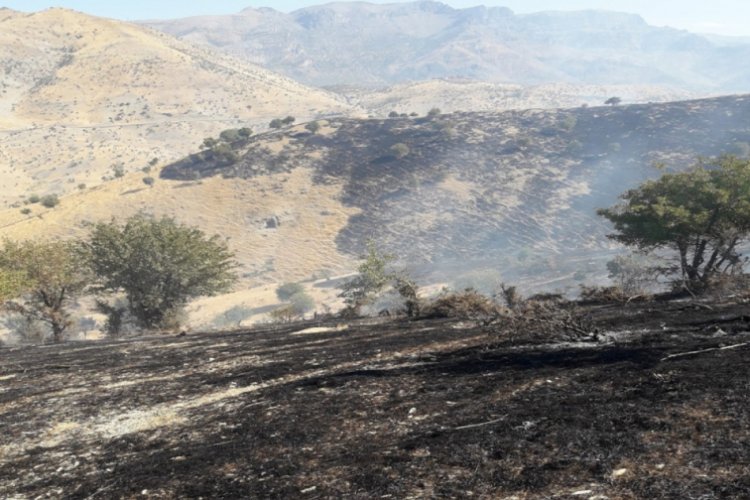 Şırnak'ta ağaçlık alanda yangın