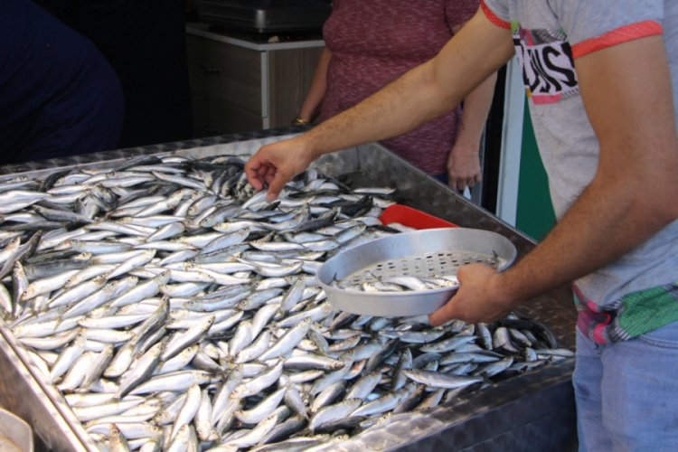 Marmara'da sardalya bolluğu