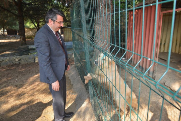 Bursa Yıldırım Belediye Başkanı Yılmaz'dan sokak hayvanlarına destek çağrısı