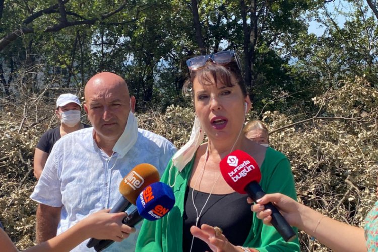 Bursa'da meşelik alandaki ağaç katliamına tepki!