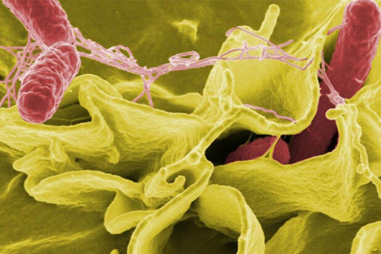 Kanada'da salmonella salgınında artış