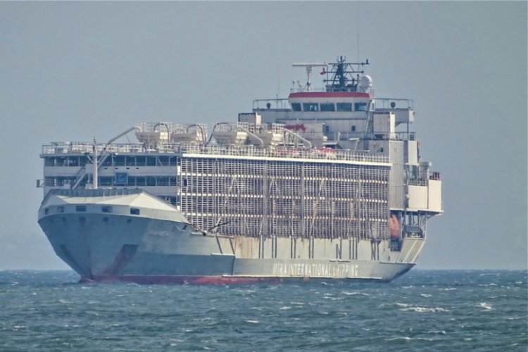 Japonya'da 43 mürettebatlı yük gemisi kayboldu