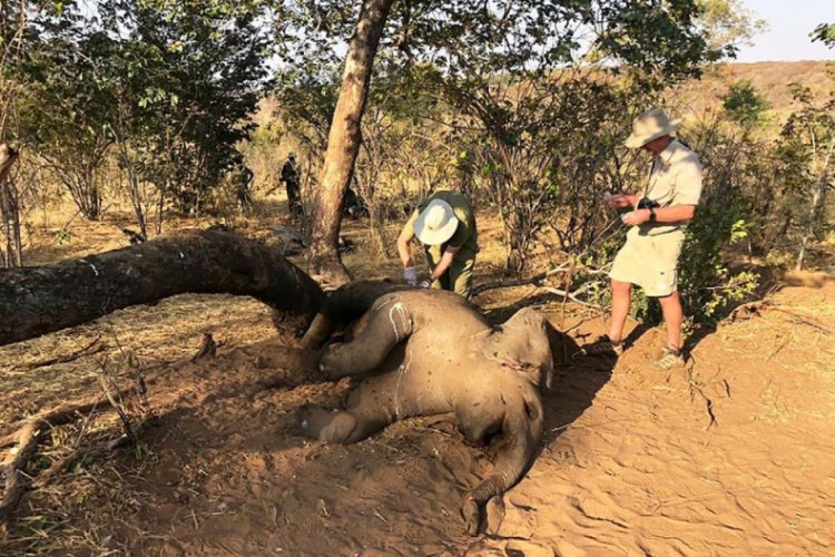 Zimbabve'de gizemli bir şekilde ölen fillerin sayısı yükseldi